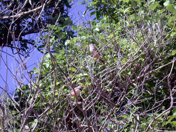 Zebra Finch